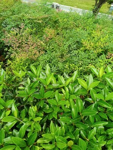 翠绿繁茂的绿植景观