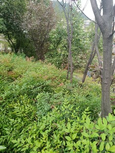 绿意盎然的野外植被景观