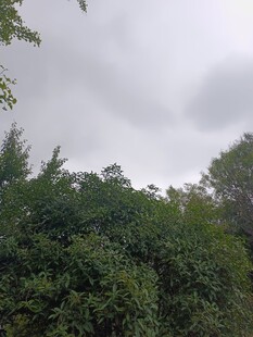 茂密树林上的阴沉天空