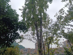 城市中挺拔的绿树景观