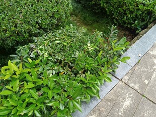 路边翠绿繁茂的灌木丛