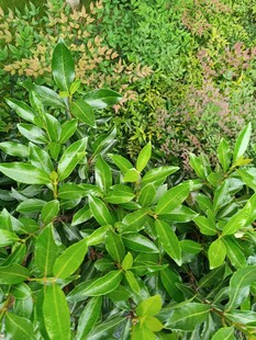 翠绿茂盛的植物景观