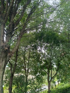 繁茂树林中的绿意景致