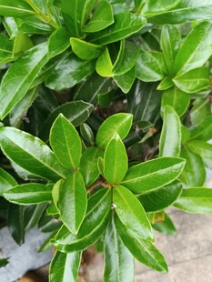 翠绿叶片的清新绿植