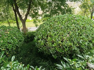 绿意盎然的灌木丛景观