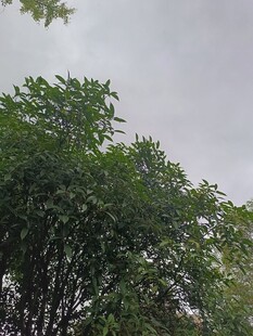 阴天中的繁茂绿树