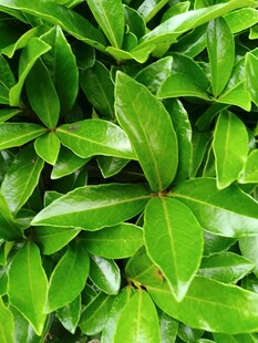 翠绿繁茂的叶片植物