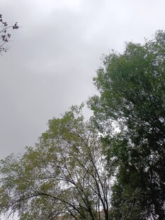 阴天中的葱郁树木