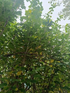 茂密树林中的繁茂绿植