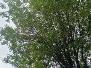 翠绿繁茂的高大树木