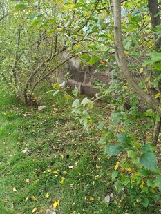 林间隐秘处的野生动物