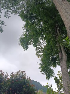 阴天里的繁茂树木