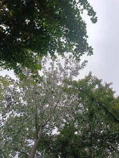 仰视繁茂绿树与天空