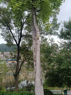 高大挺拔的树木景观