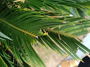 棕榈叶上的黄色小毛虫