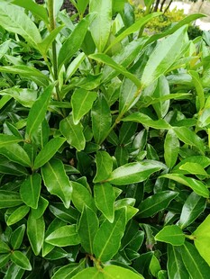 翠绿繁茂的绿植叶片