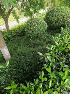 绿意盎然的园林绿植景观