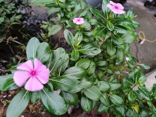 娇艳长春花绽放绿意间