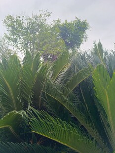 茂密绿植中的生机景象