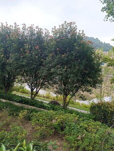 户外绿树环绕的清新景致