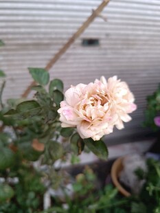 单枝淡粉色月季花绽放