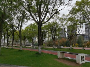 城市公园绿意盎然景致