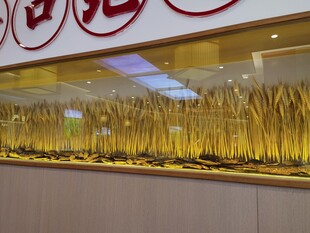 金黄玉米陈列展示