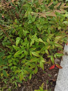 绿叶繁茂的地面植物景观