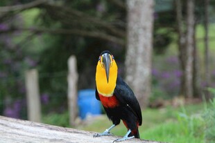 巨嘴鸟立于草地