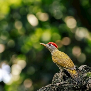 枝头红冠啄木鸟