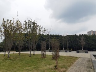 公园内的树木与开阔草地