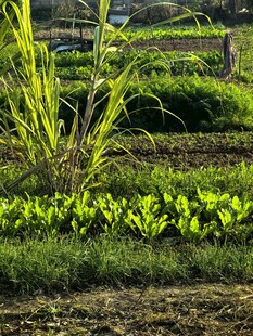 田园中的翠绿植物景观