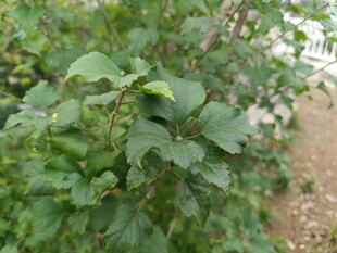 绿叶繁茂的植物