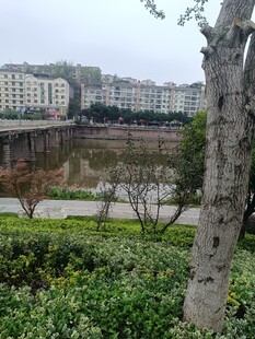 城市河畔绿植景观