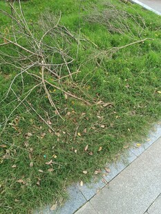 路边草地与散落树枝