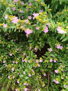 繁茂花丛中的粉色小花