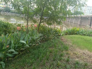 庭院绿植景观一角