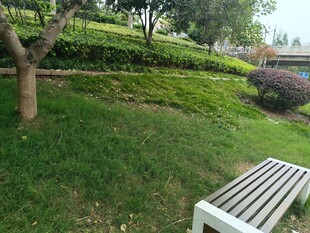 公园草地旁的休闲长椅