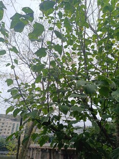 绿叶繁茂的高大树木