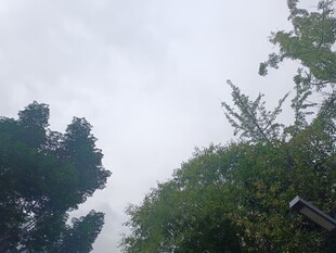 仰视绿树与天空景象