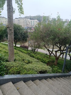 城市阶梯旁的绿植景观