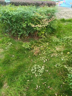 户外翠绿草地与低矮植被