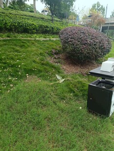 户外草坪景观与绿植