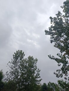 阴天中的树木景观