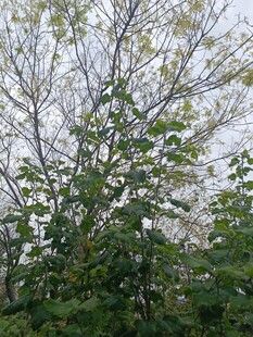 秋日繁茂树木景致