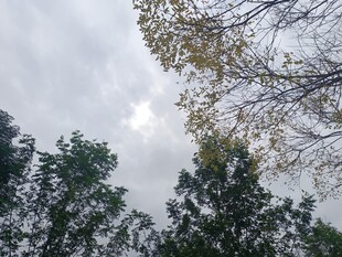 林间树梢与天空景象