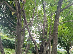 林间繁茂树木绿意盎然