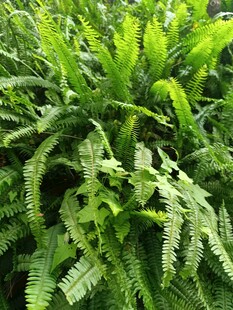 翠绿蕨类植物生机勃勃