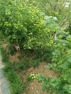 绿意盎然的林间小径