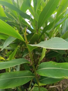 翠绿叶片的植物特写